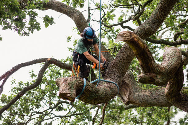 Best Stump Grinding and Removal  in Breese, IL