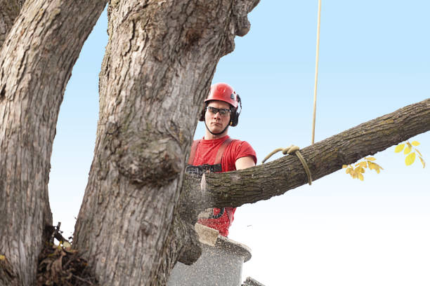 Best Tree Risk Assessment  in Breese, IL